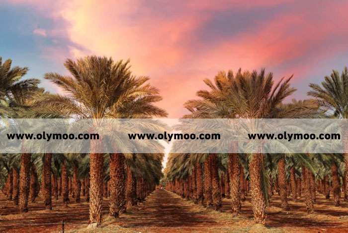 شركة تكريب نخيل